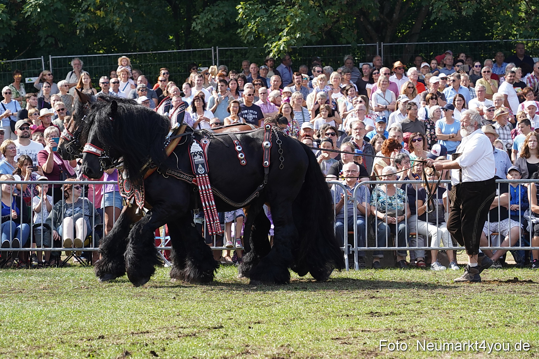 Pferde und Fohlenschau 2022 0177 